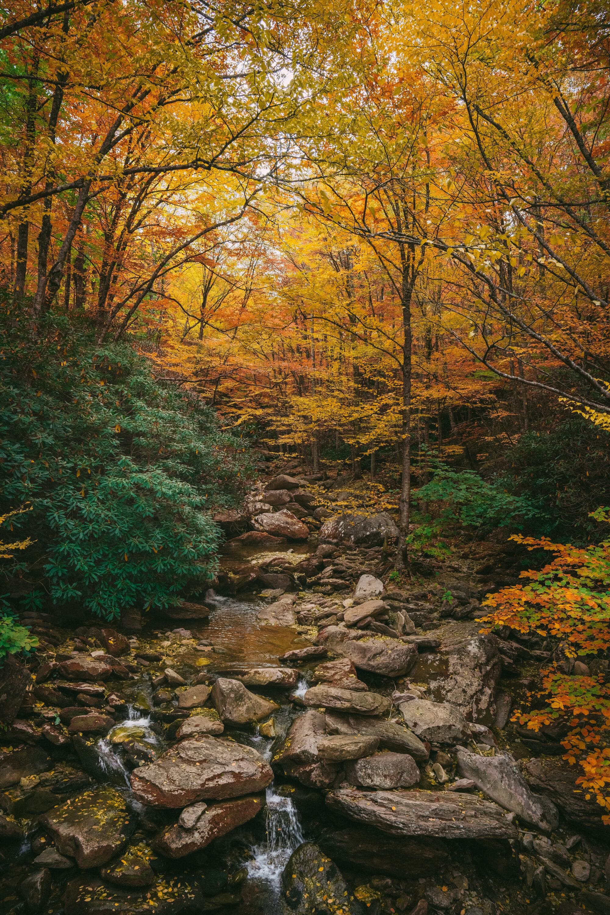 A photograph of the scenic wildnerness in Banner Elk, North Carolina